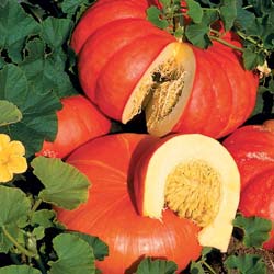 'Rouge vif d'Etampes' Pumpkin